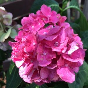 Meet your Posher, Dannielle